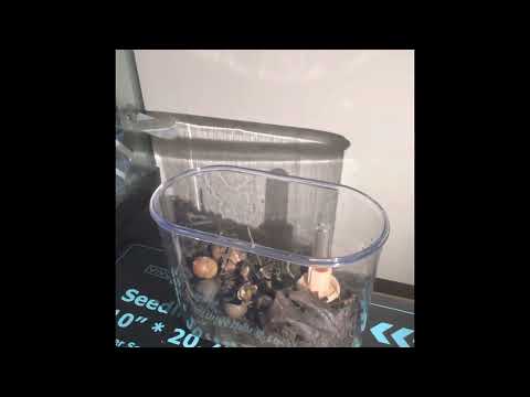 Applying fluon/PTFE to a terrarium with ants