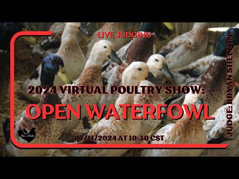 Open Waterfowl Judging - 2024 Virtual Show