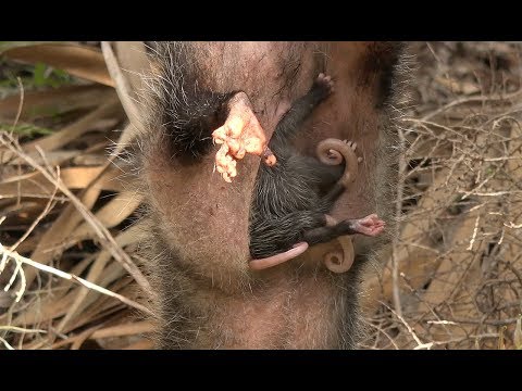 Catching Raccoons and Opossums with a CRAZY SURPRISE!!! Ft. Whitebone Creations