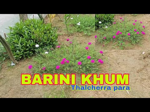 BARINI KHUM || THALCHERRA