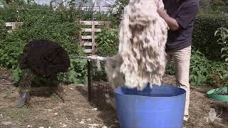 Preparing fleece for spinning: 1 washing