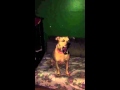 Pooch