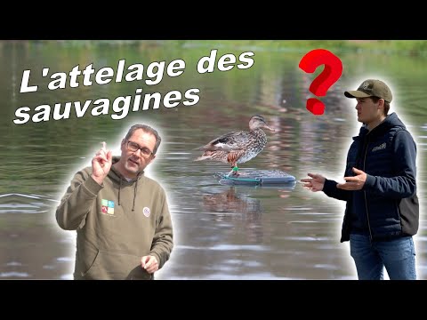 Chasse à la hutte : l'attelage des sauvages.