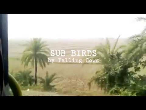 COPY006 - Falling Cows - Sub Birds (Video Cut)