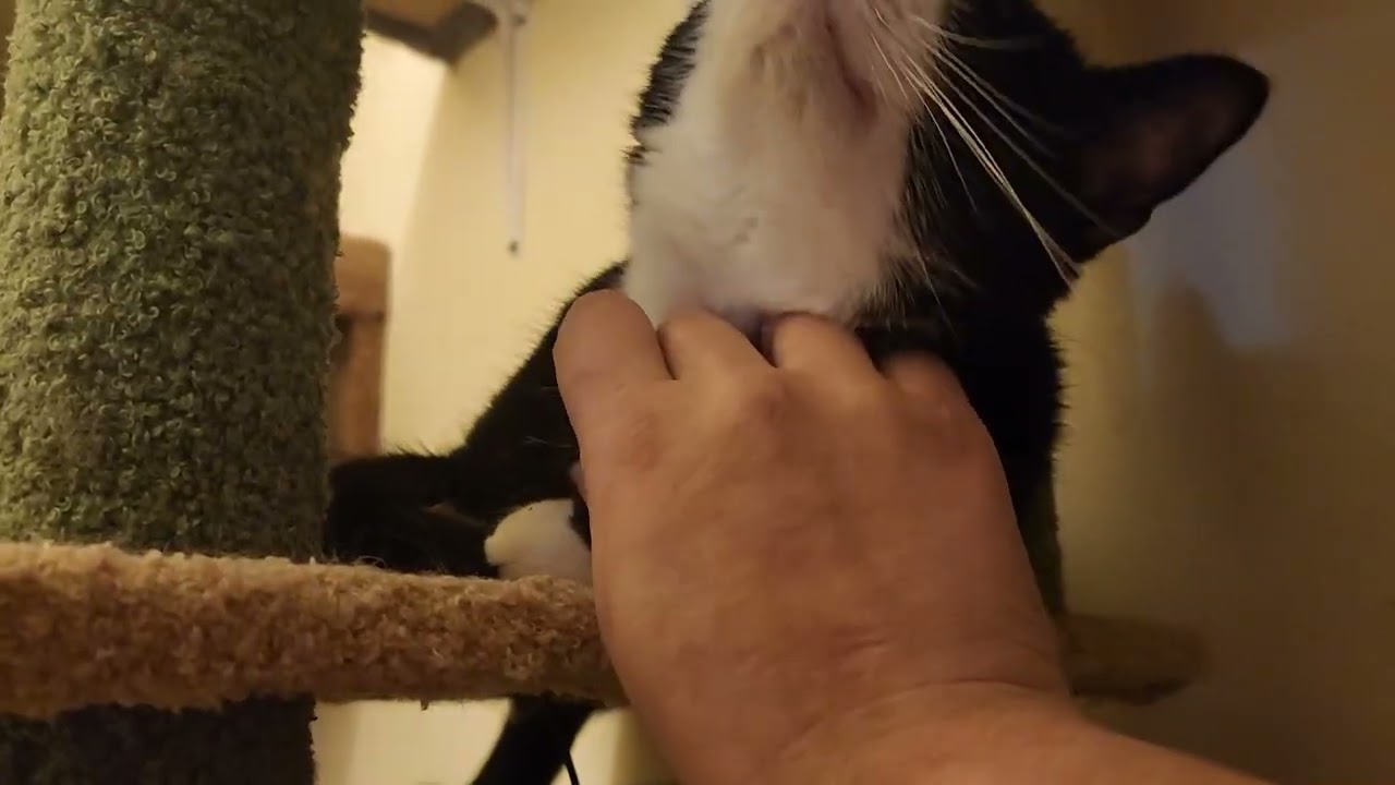 Enlarge Kilimanjaro, an adoptable mixed breed in New York, NY video 6/6