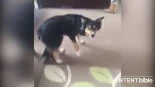 My dog does not like being called a prick!