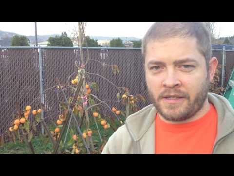 When are Fuyu Persimmons Ripe?