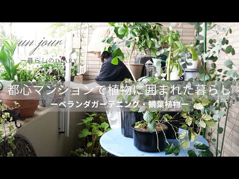 plantes-balcon-fleurs-blanches-plantes-grimpantes