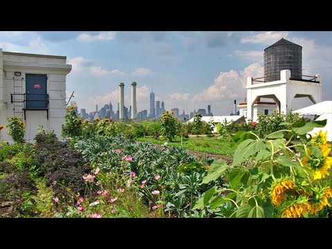 Brooklyn Grange Rooftop Farm #2 - Featured Project