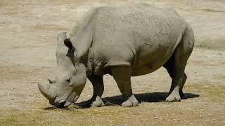 Download lagu 4K Rhinoceros Stock Footage mp3 Download lagu 4K Rhinoceros Stock Footage mp3