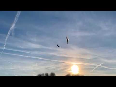 Joe Cocker | The simple Things