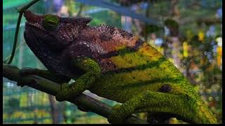 When a horned chameleon forgets he has horns... :-) Calumma oshaughnessyi, Madagascar