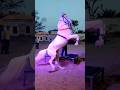 HORSE DANCE RAJASTHAN Ytshorts Shortvideo Youtube Horsedance Short Shorts