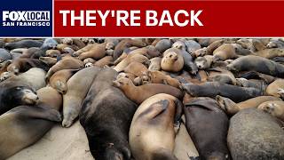 Download lagu Monterey beach closed as sea lions take over mp3