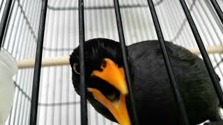 Download lagu Burung jalak kebo gacor agresif ngoceh untuk memancing bunyi mp3