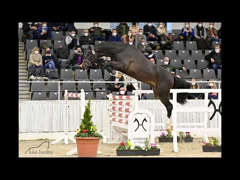 New Breemeersen stallion! Diamond by Don Diarado x Cornet Obolensky x Quidam de Revel