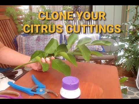 PROPAGATE YOUR CITRUS TREES FROM CUTTINGS// CLONING WITH RESULTS