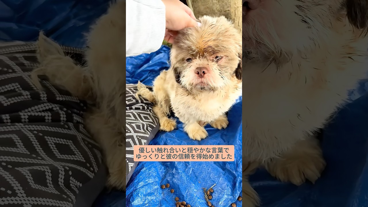 心優しい夫婦が小さな犬を救助し、愛情あふれる家を与えた #犬 #犬救助 #犬感動 #犬癒し #犬動画