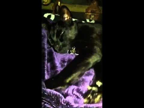 What we all feel like when we finally get to bed