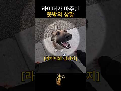 라이더가 마주한 뜻밖의 상황 #강아지 #바이크