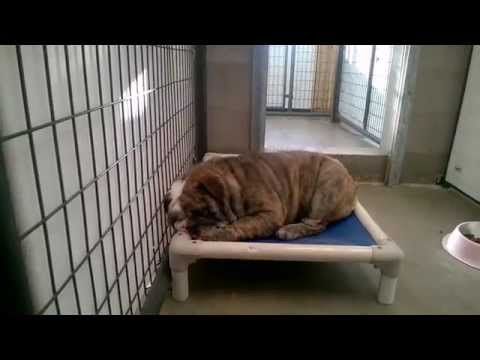 Melva Dee - National Mill Dog Rescue