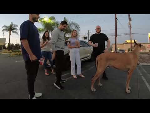 Cash 2.0 Great Dane 34