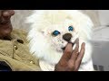 Most EXPENSIVE Pets In The World! Most EXPENSIVE Pets In The World!