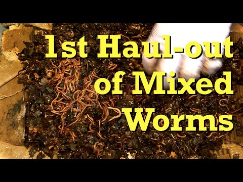 1st haul-out of RW, ENC & Blue worms to start new bin - vermicomposting