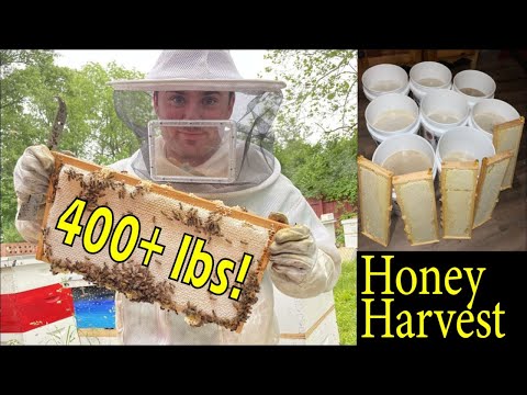 400+ Pounds of Raw HONEY: How to Harvest Honey 🍯 🍯