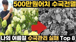 실패는 제가 했으니 피하세요! 여름수국 8가지 치명적 실수