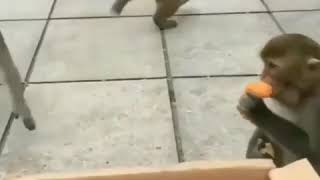 Download lagu Kumpulan video hewan lucu ngakak(kata baba) mp3 Download lagu Kumpulan video hewan lucu ngakak(kata baba) mp3