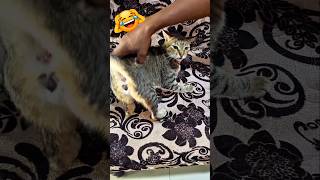 Funny ..😁🥰 #cat #shortsfeed #shorts #funnycatvideos #funnycat