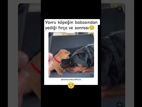 ŞU TATLILIĞA BAKAR MISINIZ AMA ❤☺#serkanakkuş #shortvideo #köpek  #shorts #short #animals #dogs