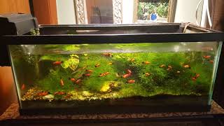 Office Tank Needs A Haircut