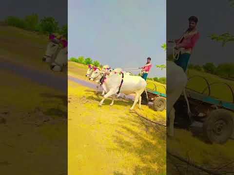 ##natu adulu bandi lagadam//podathurupu bulls##4k#