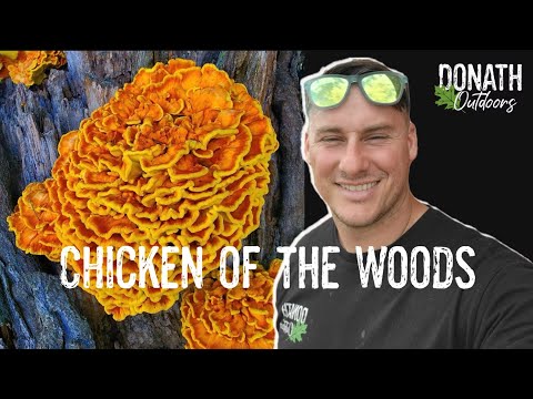 The Complete Guide to Foraging, Preparing, and Preserving Chicken of the Woods Mushrooms