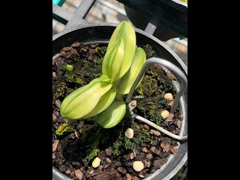 ClipSocNuiChuaT08 2020 16