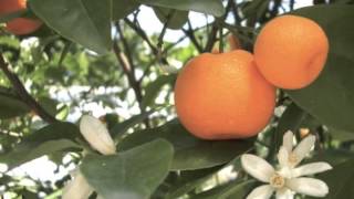 Citrus reticulata Mandarin Orange, Tangerine