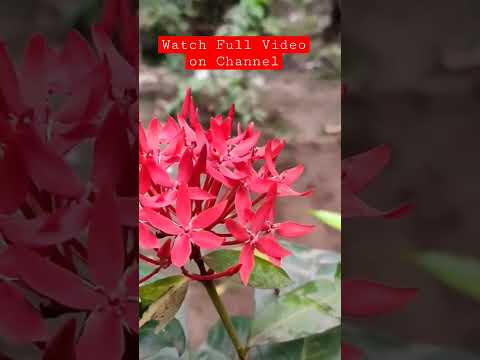 Sumiran Cottage Nagaon #dattatraysagat #shortvideo #kokan #viral #youtubeshorts