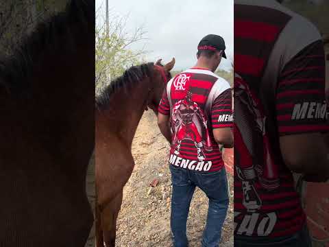 VAQUEIROS INDO PARA PEGA DE BOI NO MATO EM CANUDOS BAHIA!#vaqueiro #cavalo #viral #fyp # #foryou