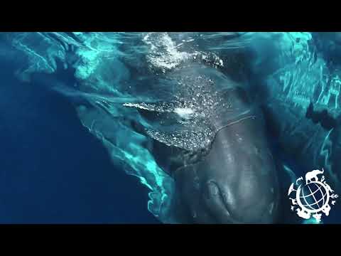 Whale Wisdom - Trailer