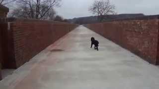 preview picture of video 'walking hockley railway  viaduct after the restoration - cockapoo dog walk - hampshire'