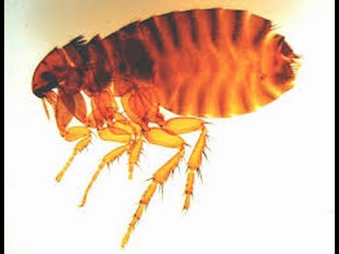 comment soigner tique chat