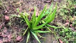 Dominica animals & plants