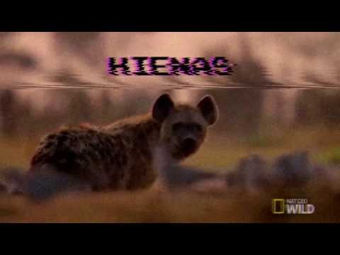 Achiarys, NoahR - HIENAS