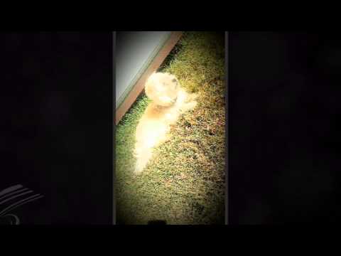 buddy love-20130213-2217.mp4