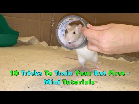 10 Tricks To Train Your Rat/Mouse First - Mini Tutorials