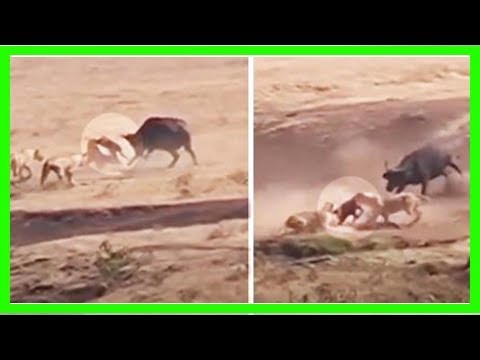 Muttertier kämpft gegen 3 Löwen, um ihr Junges zu retten.