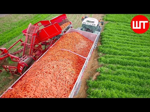 , title : 'How Carrots are Harvested & Processed | Modern Carrot Processing Technology | Food Factory'