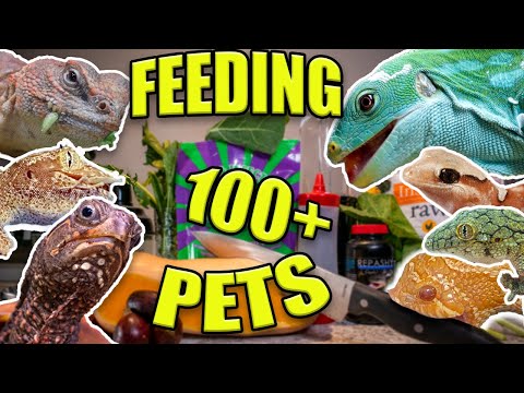 FEEDING ALL MY PETS!!! | 100+ PETS!